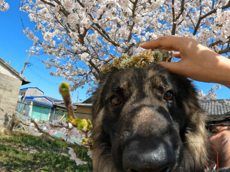 満開の桜の下で頭をなでてもらうシェパード