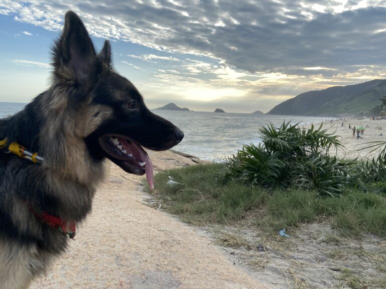 ブラジルの海辺で横を向くシェパード