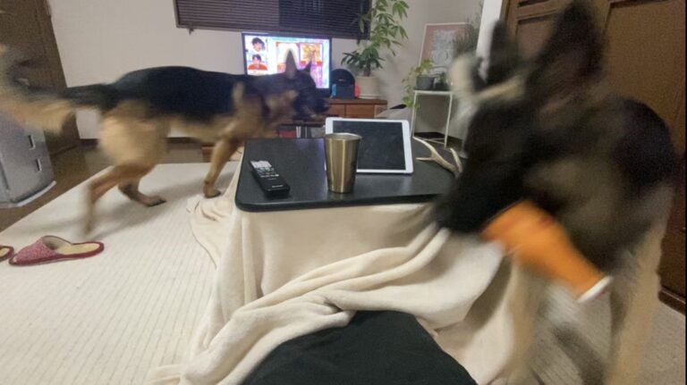こたつの周りで追いかけっこするトビとボビ