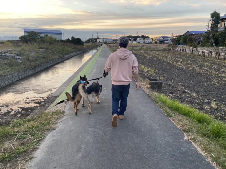 再会したBossと散歩するトビとボビ