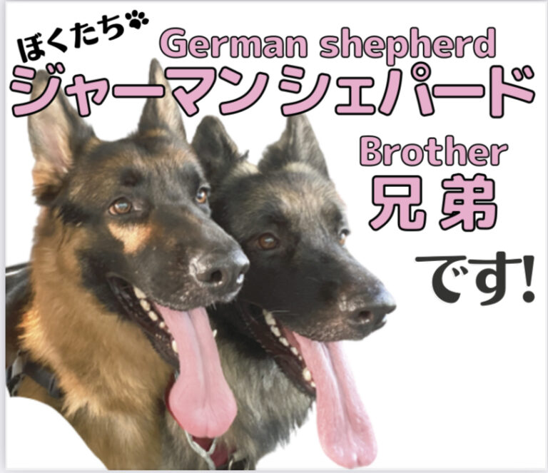 トビとボビの写真を使ったLINEスタンプ発売のお知らせ