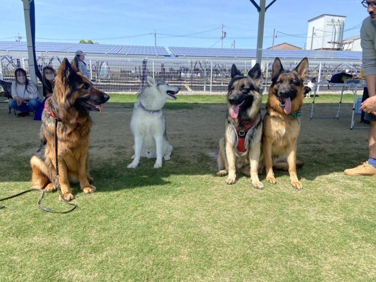 ドッグランで友だちの犬たちと並ぶトビとボビ
