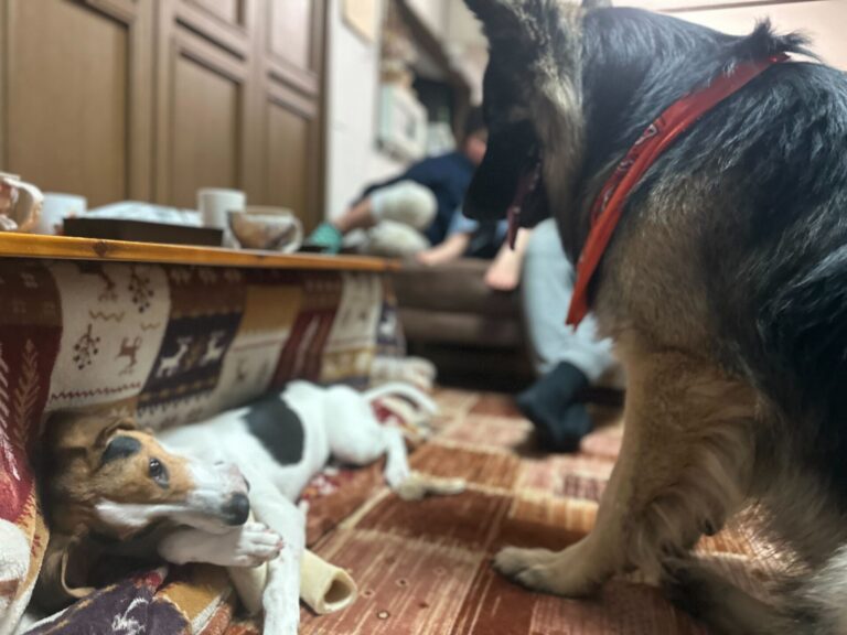 子犬の音彩ちゃんと初めて会ったトビとボビ