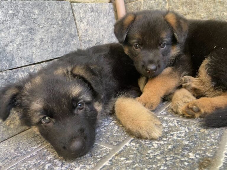 ブラジルで迎えた子犬時代のトビとボビ