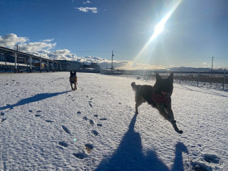 雪の積もったドッグランで遊ぶシェパードたち